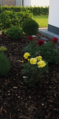 IMG 3928